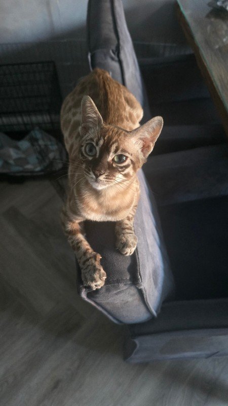 Miso