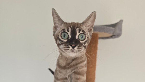 Miso