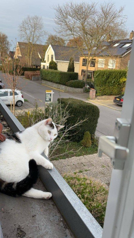 Joep