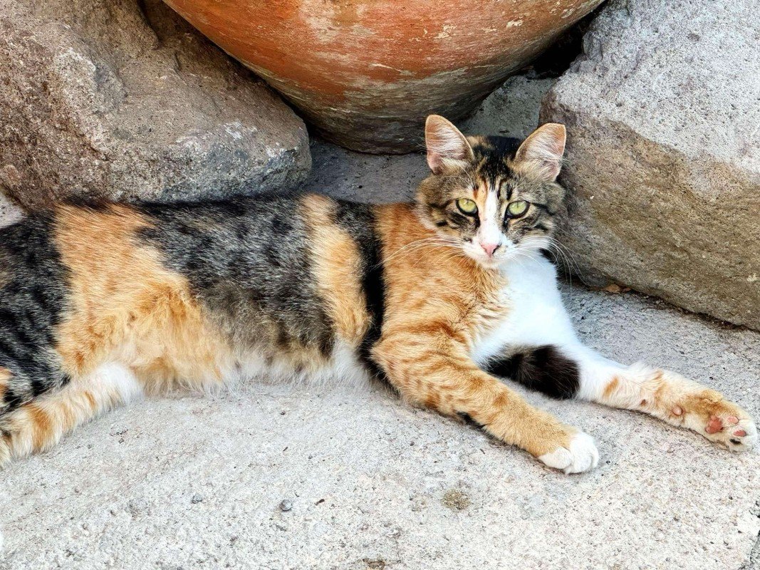 Gina
