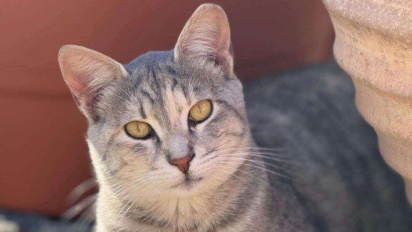 Gigi