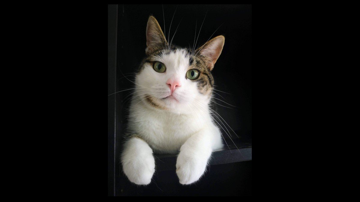 Loki