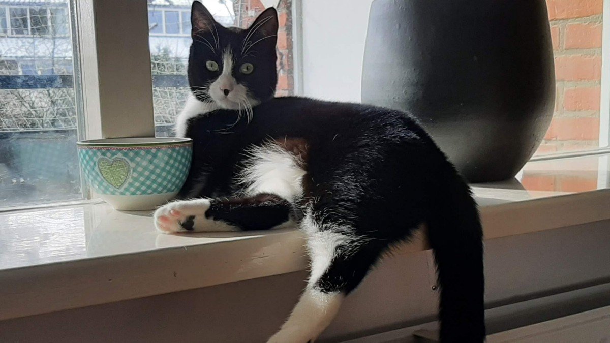 Pippa