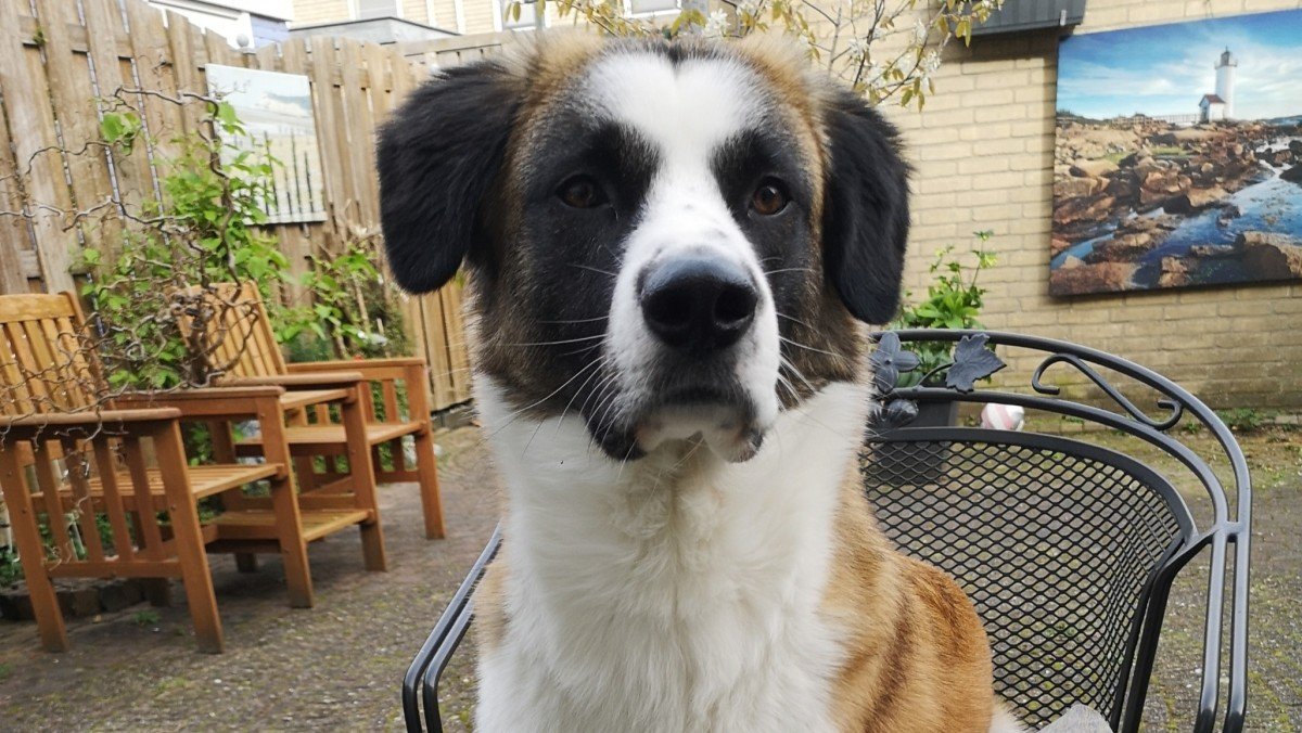 Vito