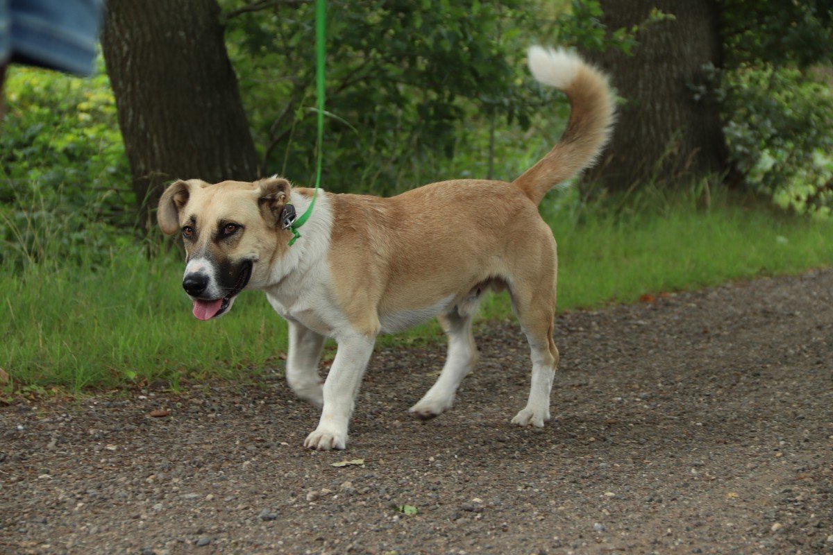 Rollo