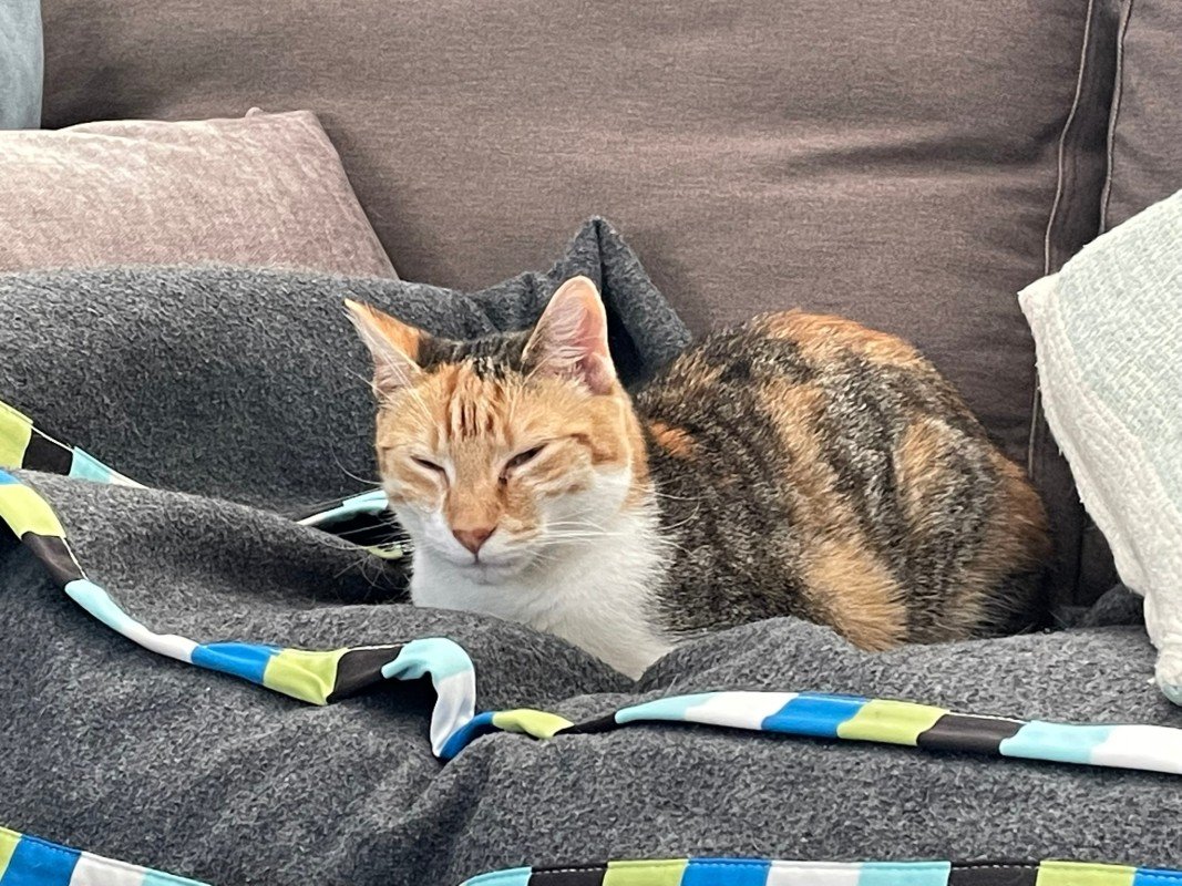 Pepper