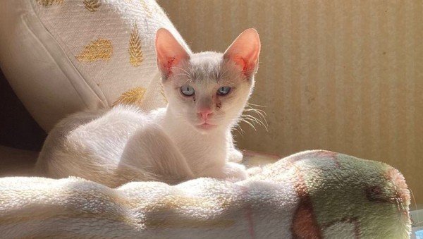 Perla