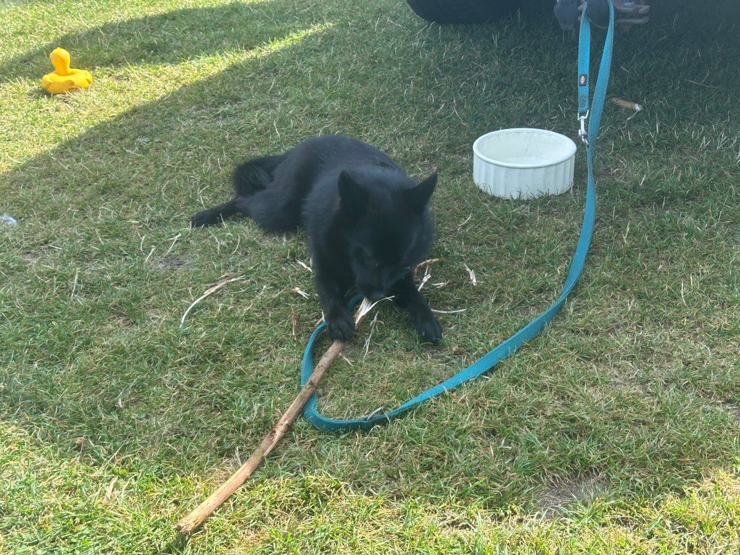 Pip