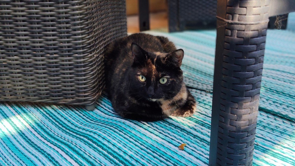 Cato
