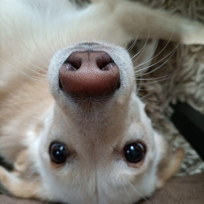 Binky