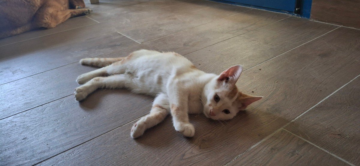 Amos
