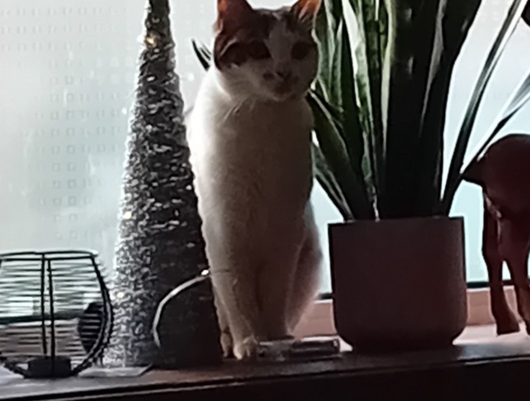 Lola