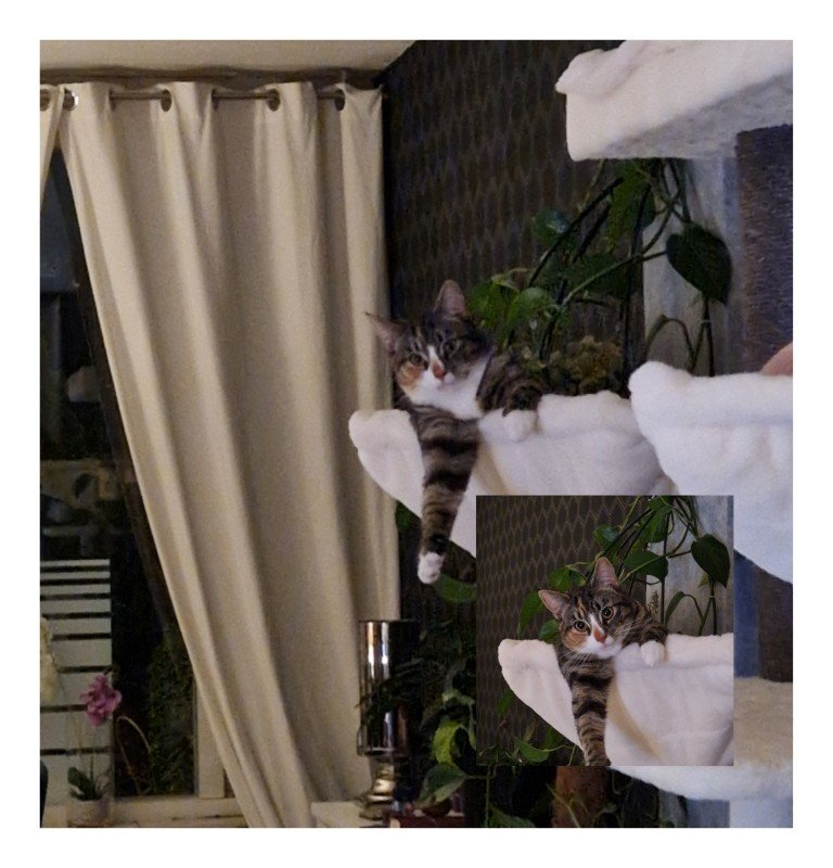 Nala