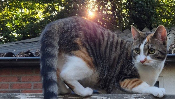 Poes