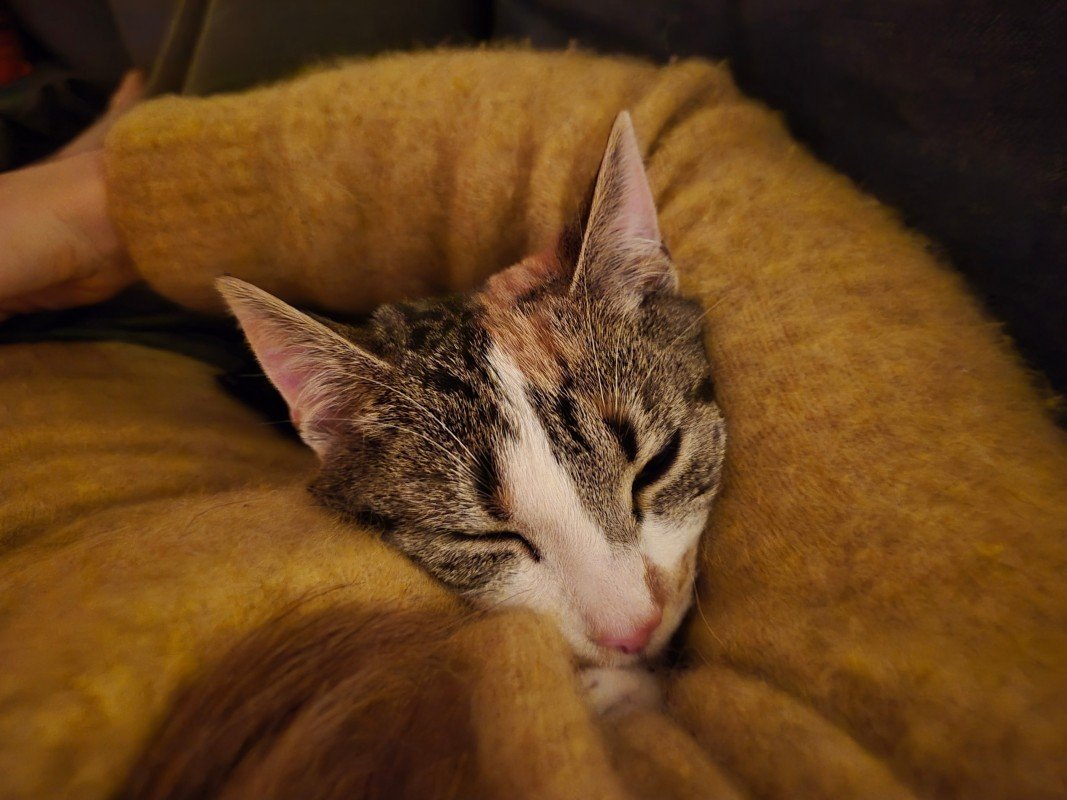 Poes