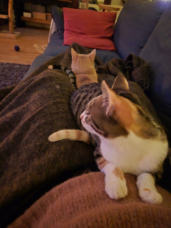 Poes