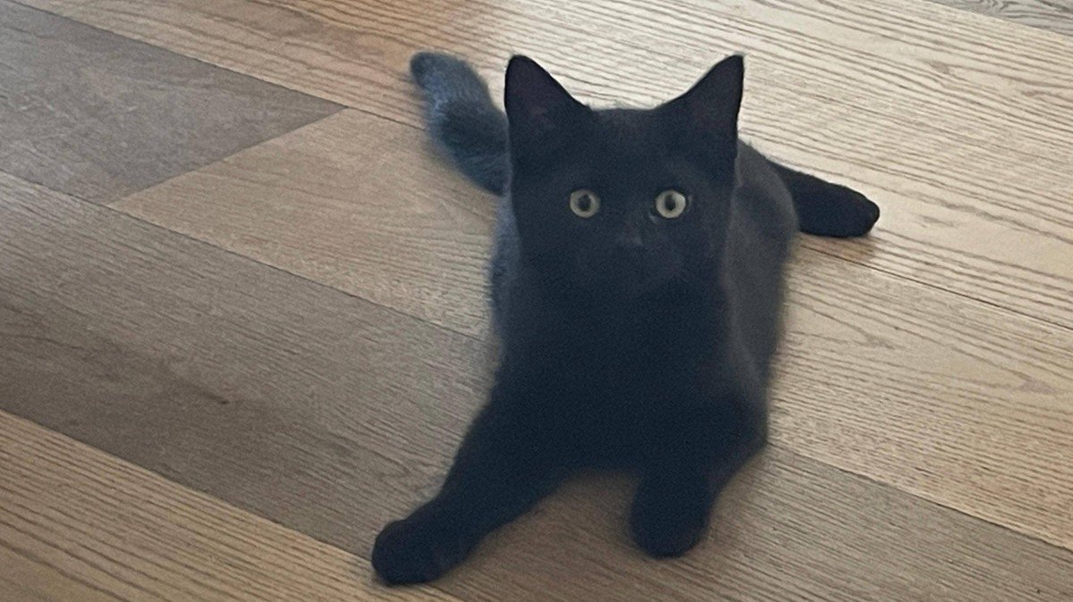 Musa