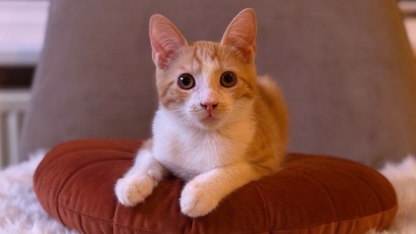 Boris
