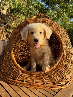Balou