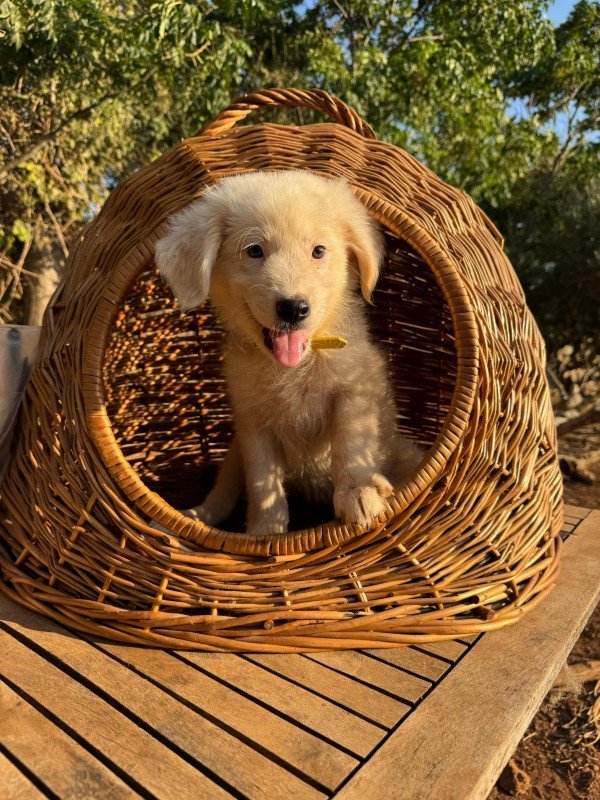 Balou