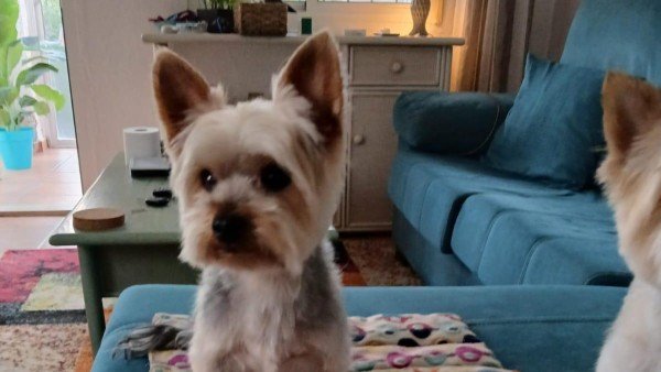 Sonny