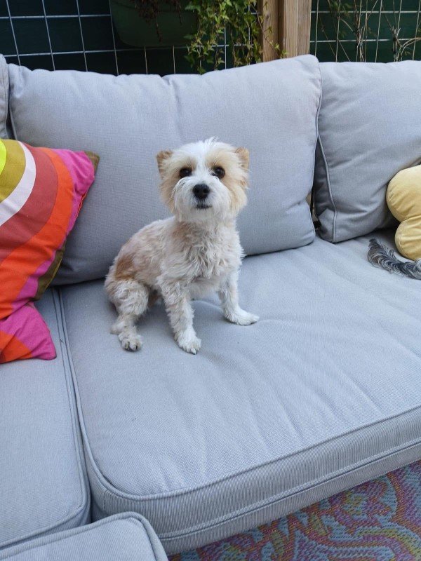 Lola
