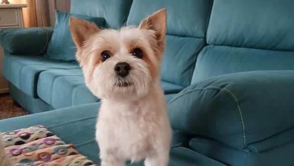 Lola