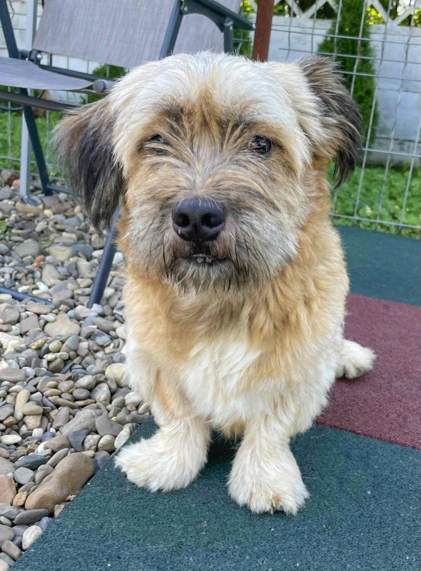 Archie