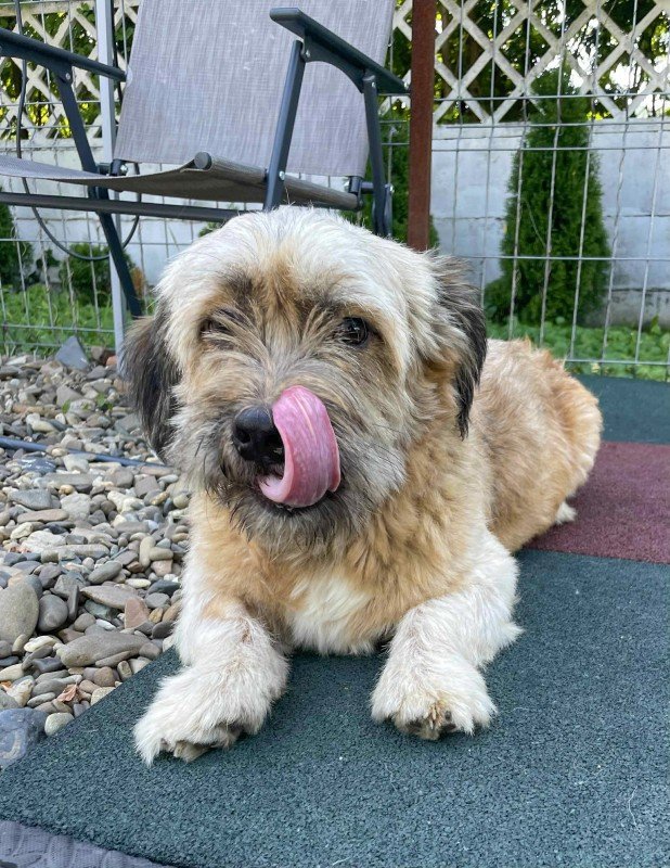Archie
