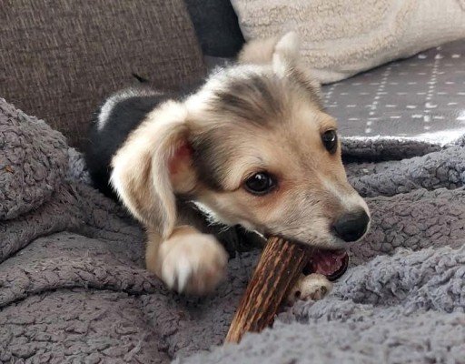 Muffin