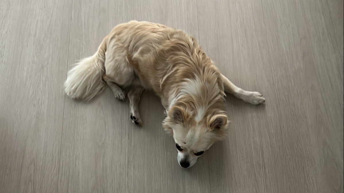 Maxi