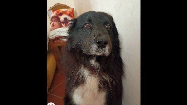 Nerone