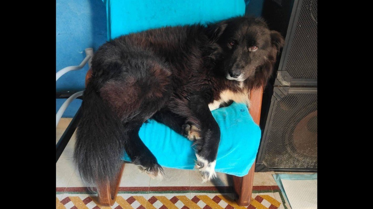 Nerone