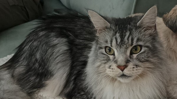 Milo