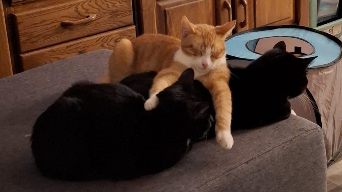 Lavi + Noah + Zoro