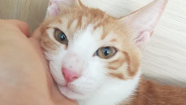 Korky