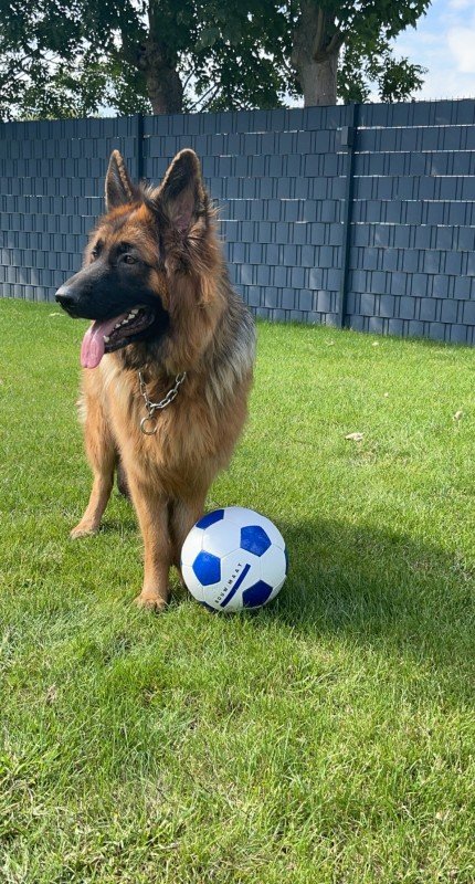 Bailey