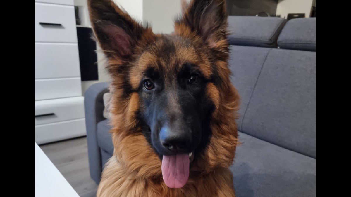 Bailey