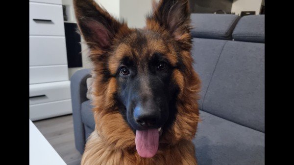 Bailey