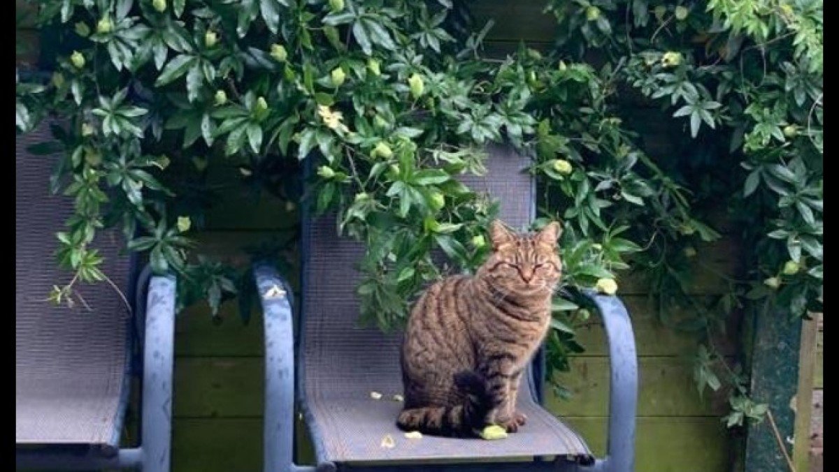 Kitty