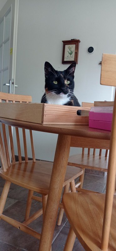Amy