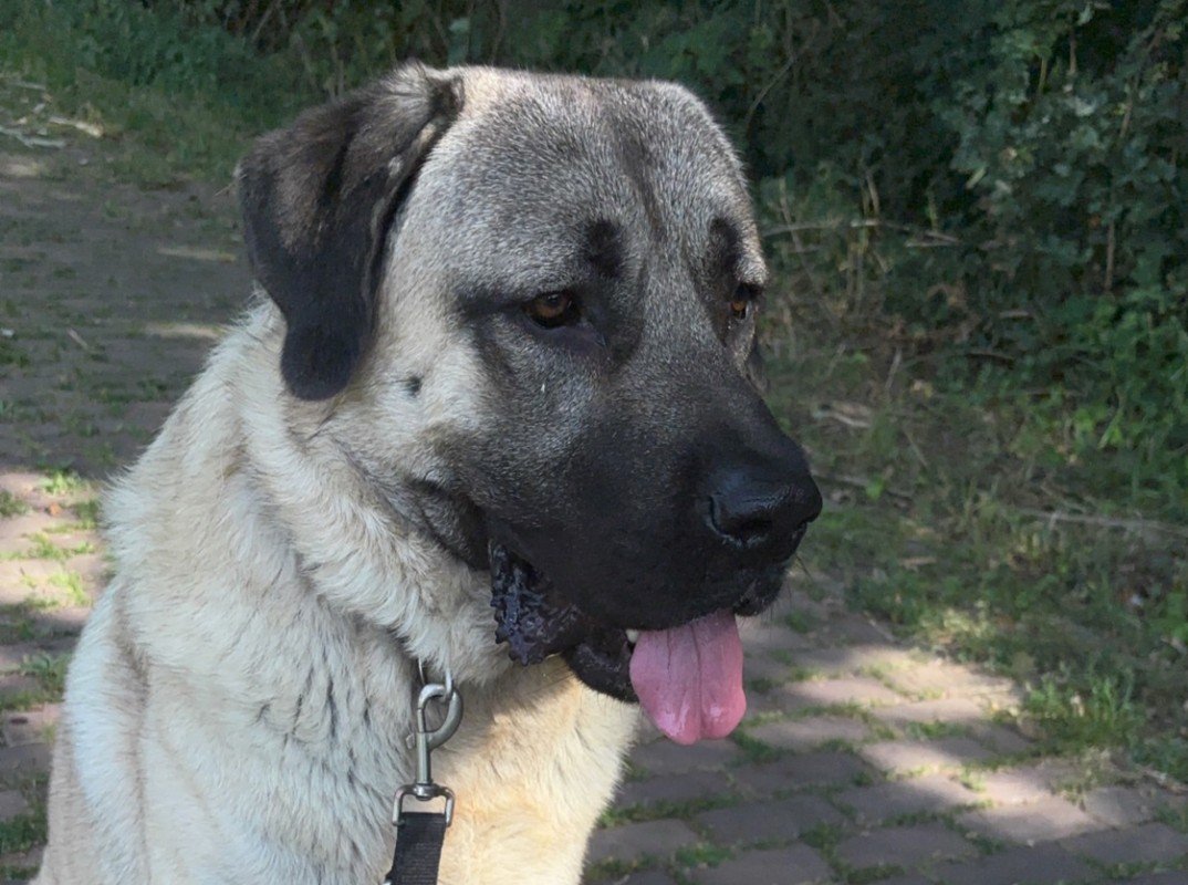 Duman