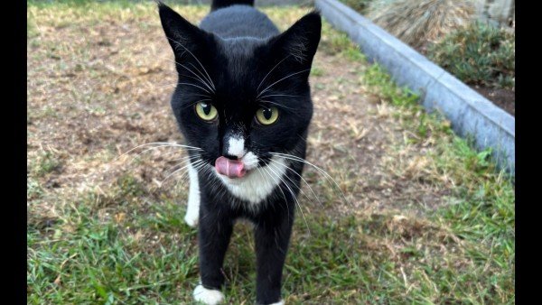 Pip