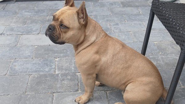 Dex