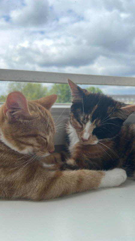 Moshi & Luna