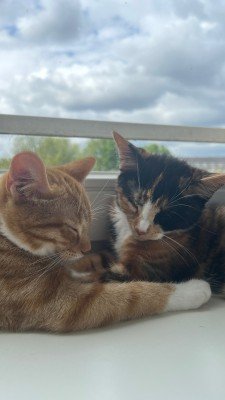 Moshi & Luna