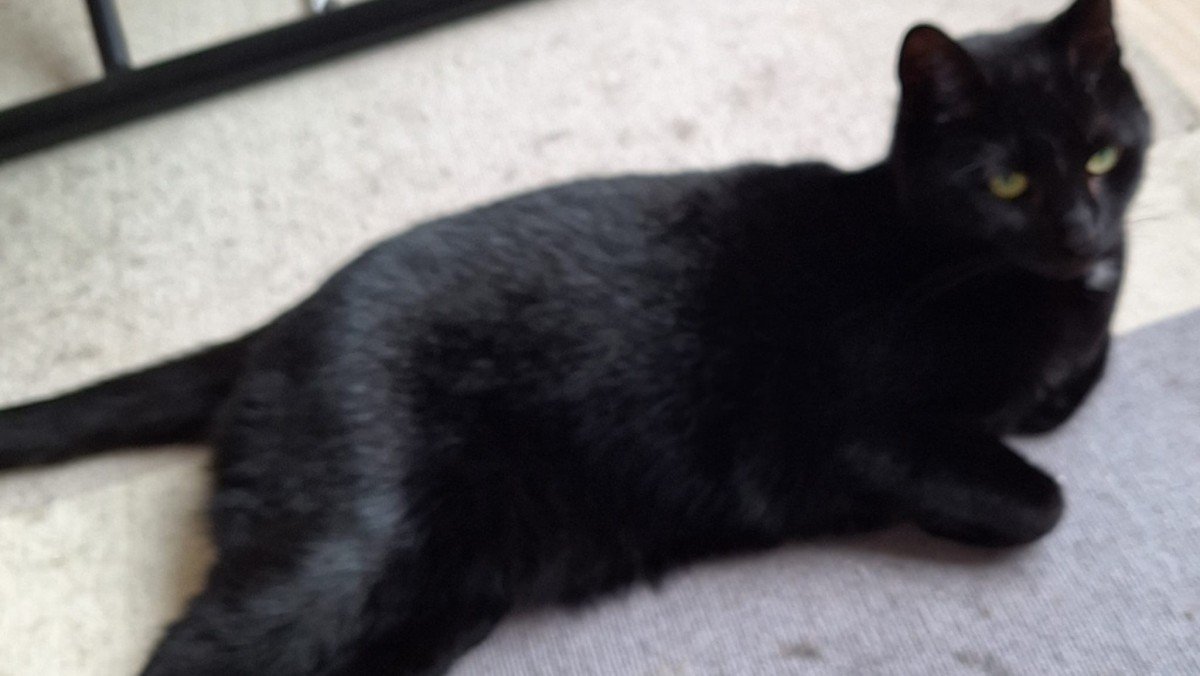 *SPOED* Pippie