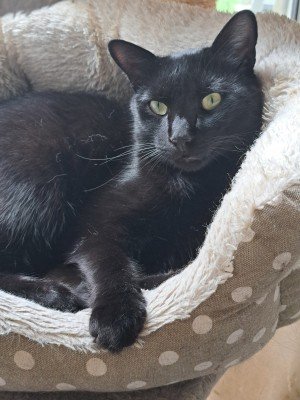 Merlin