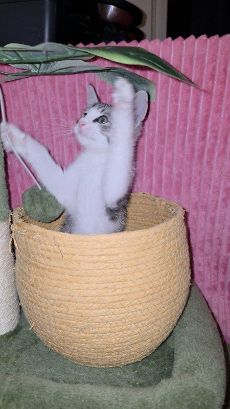 Sunbrero