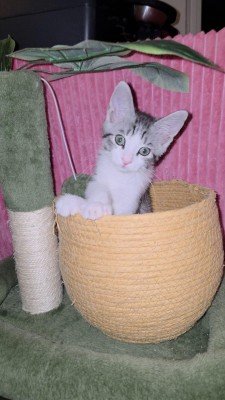 Sunbrero